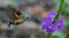 Macroglossum corythus