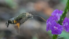Macroglossum corythus