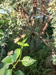 Euploea core