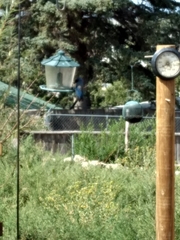 Aphelocoma woodhouseii