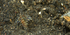 Dendrochirus brachypterus