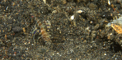 Dendrochirus brachypterus