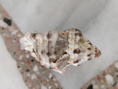 Hexaplex trunculus