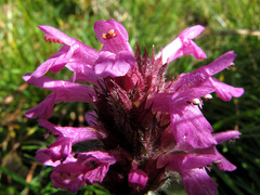 Betonica hirsuta