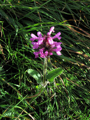 Betonica hirsuta