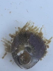 Agathistoma fasciatum