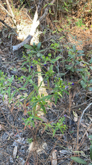 Trichostema setaceum