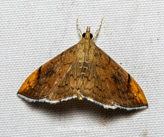 Hyalobathra coenostolalis