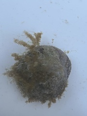 Agathistoma fasciatum