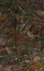 Mesadenus lucayanus