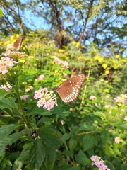 Euploea core
