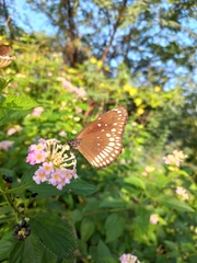 Euploea core