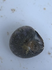 Agathistoma fasciatum