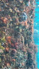 Parablennius postoculomaculatus