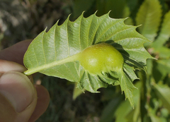 Dryocosmus kuriphilus