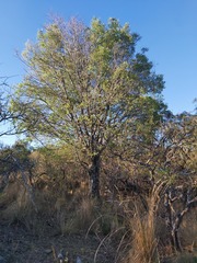 Celtis australis