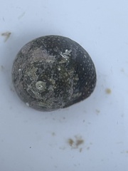 Agathistoma fasciatum