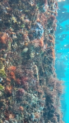 Parablennius postoculomaculatus