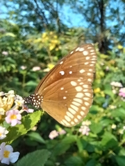 Euploea core