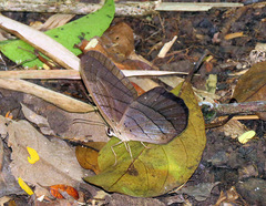 Pierella lamia chalybaea