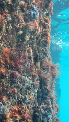 Parablennius postoculomaculatus