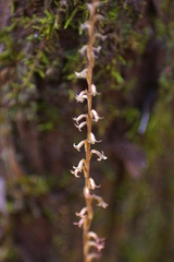 Mesadenus lucayanus