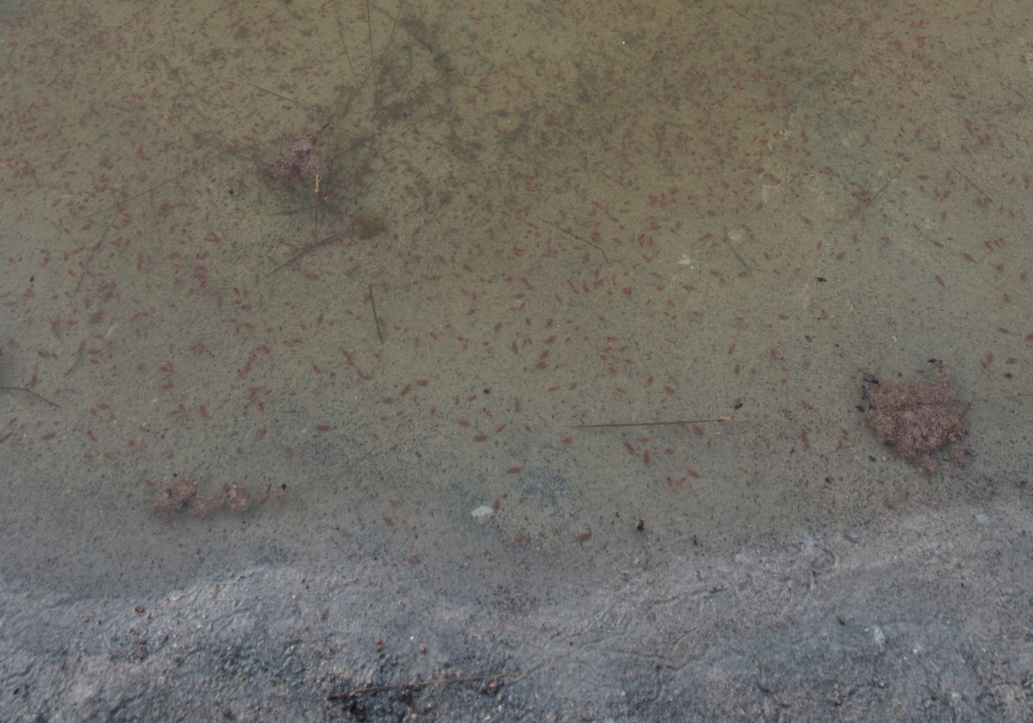 Artemia salina (Linnaeus, 1758)