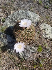 Gymnocalycium monvillei