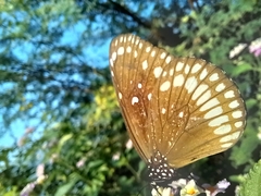 Euploea core
