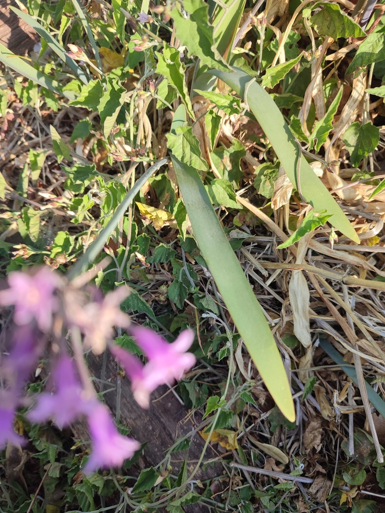 Foto de Açucena-do-mato