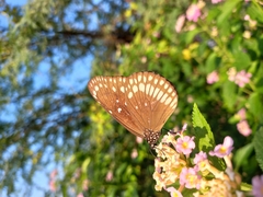 Euploea core