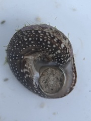 Agathistoma fasciatum