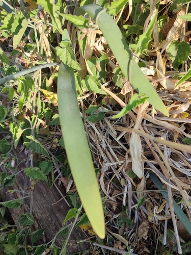 Foto de Açucena-do-mato