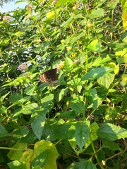 Euploea core
