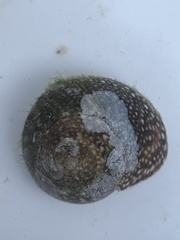 Agathistoma fasciatum