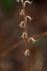 Mesadenus lucayanus