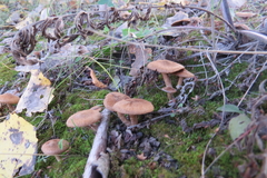 Inocybe dulcamara