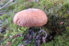 Inocybe dulcamara