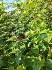 Euploea core