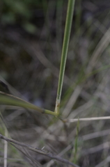 Stipa
