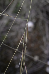 Stipa