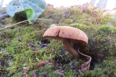 Inocybe dulcamara