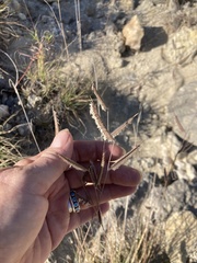 Bouteloua hirsuta