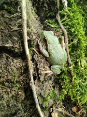 Hyla intermedia perrini