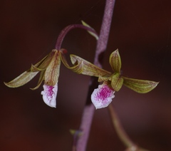 Eulophia graminea