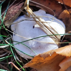 Clitopilus