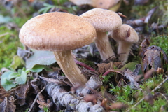 Inocybe dulcamara