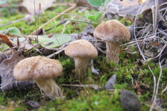 Inocybe dulcamara