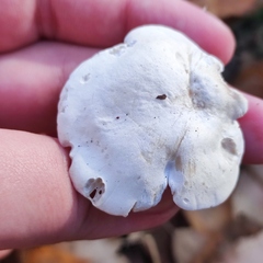Clitopilus