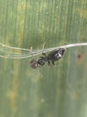 Technomyrmex difficilis